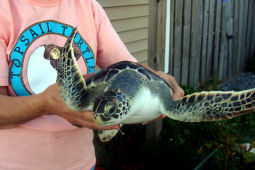Things To Do The Karen Beasley Sea Turtle Rescue and Rehabilitation Center